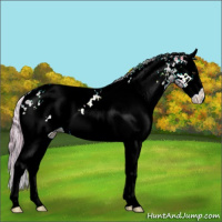 Horse Color:Watercolor White Spotted Red Onyx Splash Appaloosa 