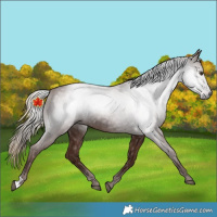 Horse Color:Gray Chestnut 