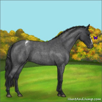 Horse Color:Blue Roan Appaloosa 