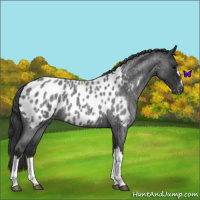 Horse Color:Blue Roan Near Leopard 