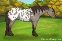 Horse Color:Liver Red Dun Roan Appaloosa 