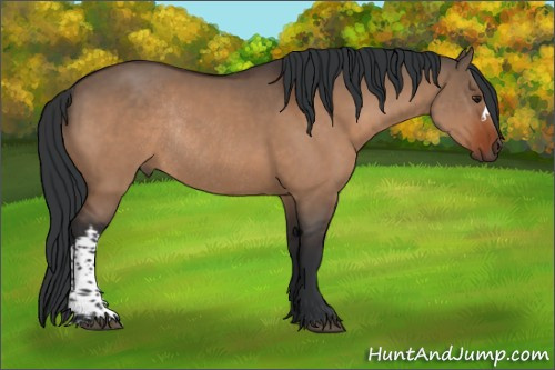 Horse Color:Brown Dun Rabicano 