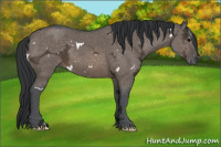 Horse Color:White Spotted Brown Ice Dun Rabicano 