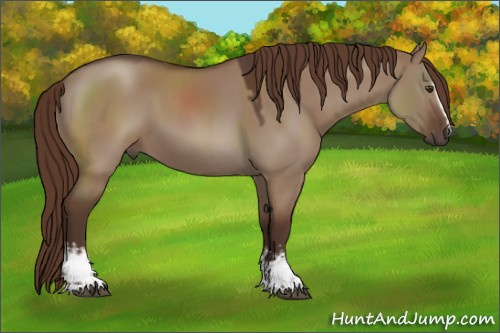 Horse Color:White Spotted Liver Red Dun Rabicano 