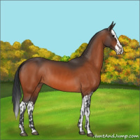Horse Color:Bay  and Bay Splash 