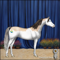 Horse Color:Amber Champagne Roan Splash Rabicano 