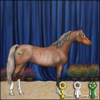 Horse Color:Gray Silver Bay Roan Rabicano 