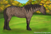 Horse Color:Liver Red Dun Rabicano Brindle 