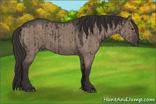 Horse Color:Liver Red Dun Roan Rabicano Brindle 