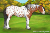 Horse Color:Bay Splash Tobiano Appaloosa  and Bay Splash Tobiano Appaloosa Rabicano 