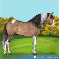 Horse Color:Bay Dun Splash Tobiano Rabicano 