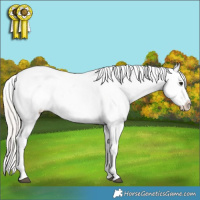 Horse Color:Silver Bay Ice Dun Splash Tobiano Appaloosa Rabicano 