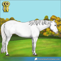 Horse Color:Silver Bay Ice Dun Splash Tobiano Appaloosa Rabicano 