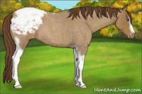 Horse Color:Classic Cream Champagne Roan Splash Tobiano Frame Appaloosa Rabicano 