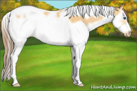 Horse Color:Amber Cream Champagne Splash Tobiano Frame Appaloosa Rabicano 