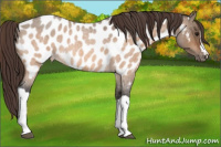 Horse Color:Bay Roan Dun Appaloosa 