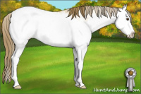 Horse Color:Buckskin Ice Roan Dun Splash Appaloosa Rabicano 
