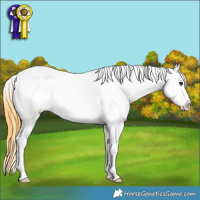 Horse Color:Smoky Grullo Roan Splash Frame Appaloosa Rabicano 