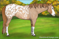 Horse Color:Red Roan Sabino Splash Appaloosa