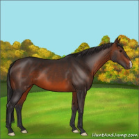 Horse Color:Brown 