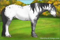 Horse Color:Black Frame Appaloosa 