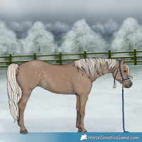 Horse Color:Silver Grullo 