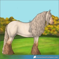 Horse Color:Red Dun Roan 