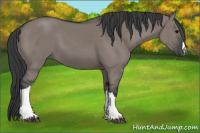 Horse Color:Grullo 