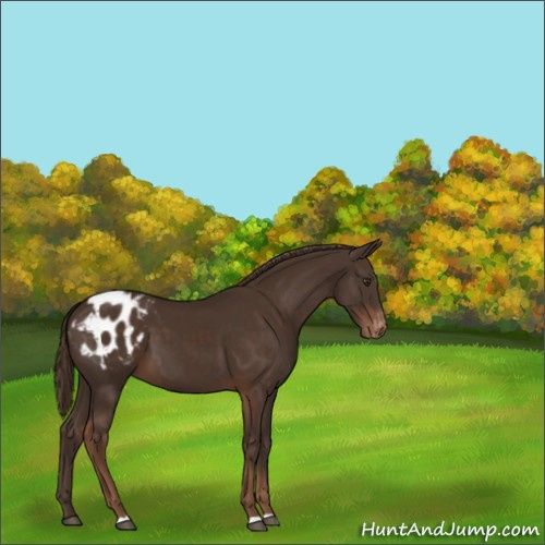 Horse Color:Liver Chestnut Appaloosa 