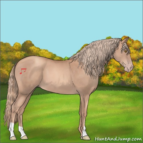 Horse Color:Gold Champagne 