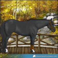 Horse Color:Black 