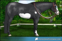 Horse Color:Black Frame 