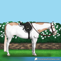 Horse Color:Gold Champagne Splash Frame 