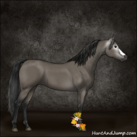 Horse Color:Gray Grullo 