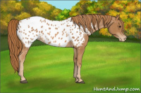 Horse Color:Chestnut Appaloosa