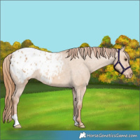 Horse Color:Red Dun Appaloosa 