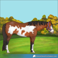 Horse Color:Bay Frame 