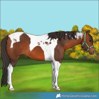Horse Color:Bay Tobiano 
