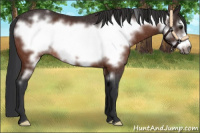 Horse Color:Brown Frame Rabicano