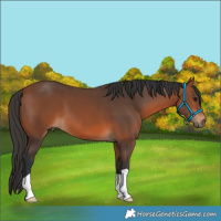 Horse Color:Bay 