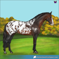 Horse Color:Brown Splash Blanket 