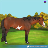Horse Color:Bay Frame 
