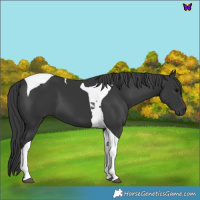 Horse Color:Black Tobiano 