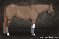 Horse Color:Liver Red Dun 