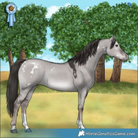 Horse Color:Platinum White Spotted Liver Red Dun Tobiano Rabicano 