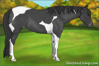 Horse Color:Blue Roan Tobiano Appaloosa 