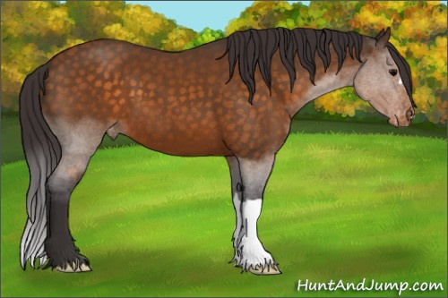 Horse Color:Buckskin Appaloosa 
