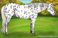 Horse Color:Midnight Silver Smoky Black Ice Appaloosa