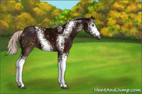 Horse Color:White Spotted Midnight Silver Brown