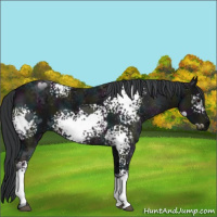 Horse Color:White Spotted Midnight Black Chinchilla Ice 